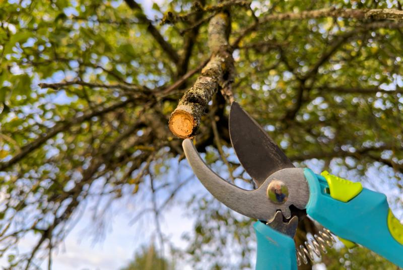Quand et comment tailler vos arbres pour favoriser leur croissance