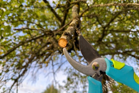 Quand et comment tailler vos arbres pour favoriser leur croissance